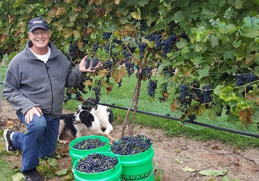 The Winemaker inspecting the grapes, with the help of the Vineyard dogs!