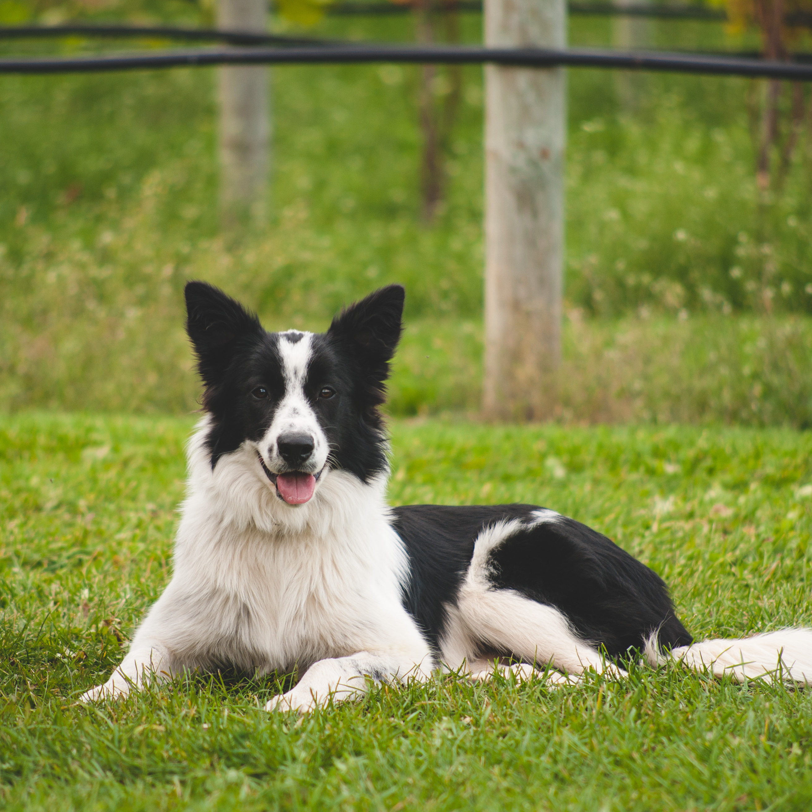 Kera, one of our Vineyard dogs, on alert, watching over the vineyard!